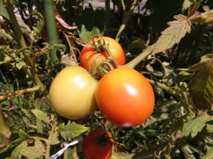 8 19 たいようぐみのトマト さわの保育園
